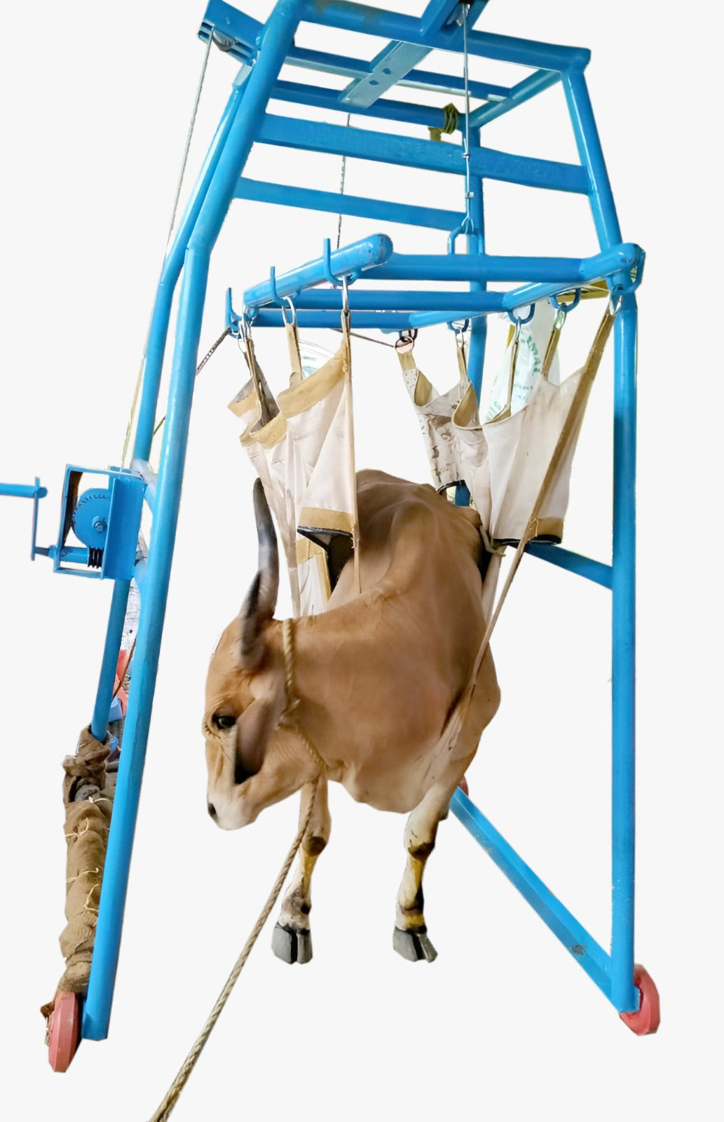 SWADESI KRAFTS Cow Lifting Belt